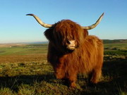 Online game Highland Cow Jigsaw