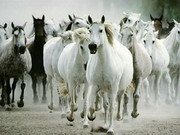 Igrica za decu White Horse Jigsaw